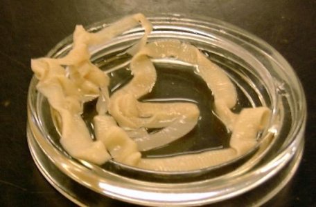 tapeworm2a.jpg
