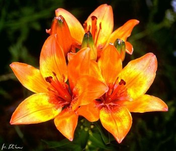 Lilium_bulbiferum_mg-k.jpg
