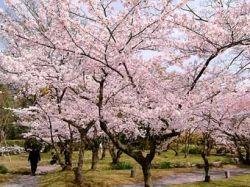 Сакура роз.jpg