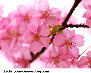 Лепестки сакуры.jpg