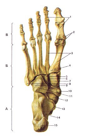 кости ноги.jpg