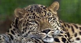 275px-Amur_Leopard_Pittsburgh_Zoo.jpg
