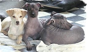 перуанская пор&#10.jpg