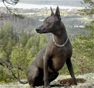 Мексиканская с&#10.jpg