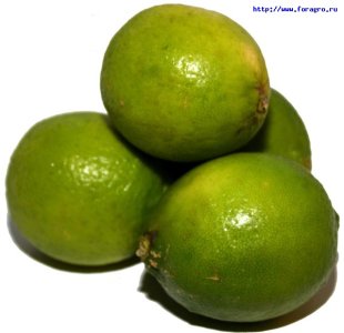Лайм.jpg