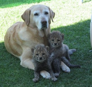 лабрадорша Лиш&#10.jpg