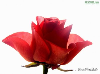 1236457469_61af02a9427003c61827317d4ef1b004.jpg 1236457469_61af02a9427003c61827317d4ef1b004.jpg