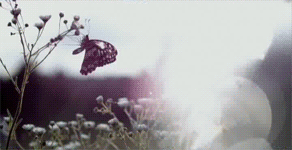 бабочка 111.gif