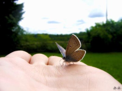 Рука и бабочка.jpg