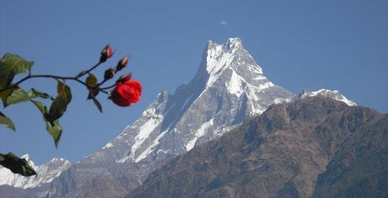 Горы и роза.jpg