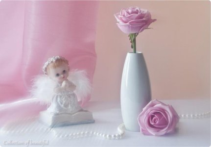 Розовая роза.jpg