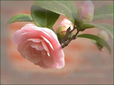 розовый рай.jpg