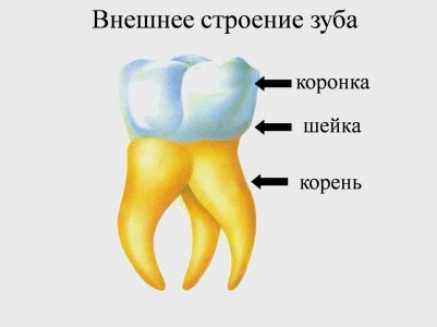 1-1-kak-ustroen-zub.jpg 1-1-kak-ustroen-zub.jpg