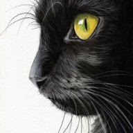 Black_cat
