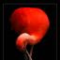 Райская Птица